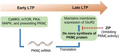Involvement of PKMζ in Stress Response and Depression